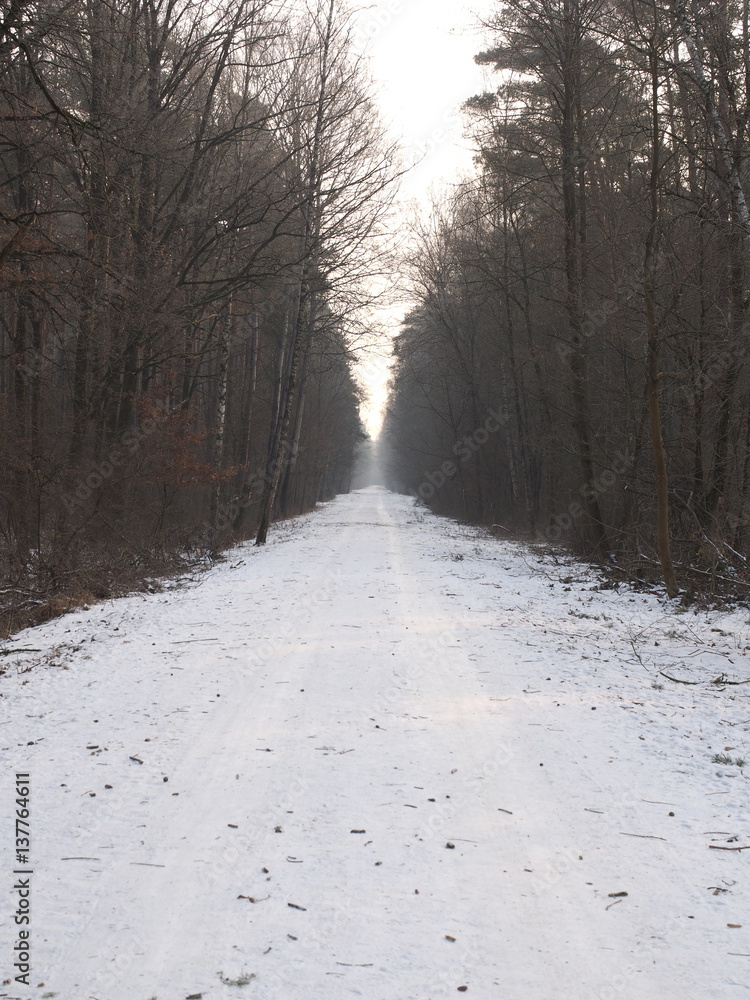 Fototapeta premium Forrest path leading into the distance through a pine forrest with light snow cover, Germany 2017