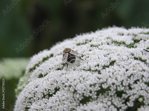 umbelliferous photo