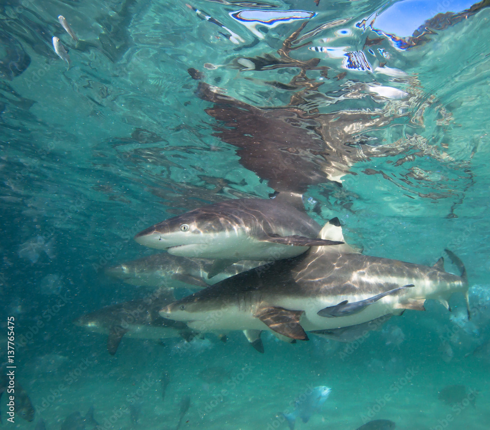 Naklejka premium Shark feeding dive in Raja Ampat, Indonesia.