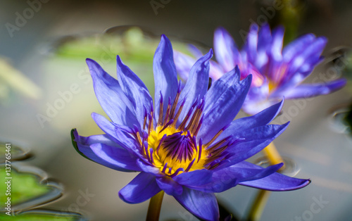 Lotus in flower over water