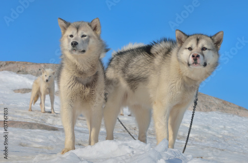 Greenland sled dogs