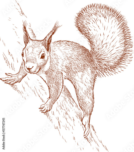 nimble squirrel on a tree