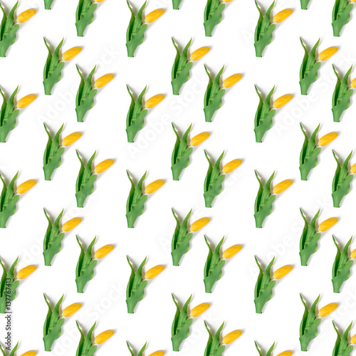 yellow tulips on a white background