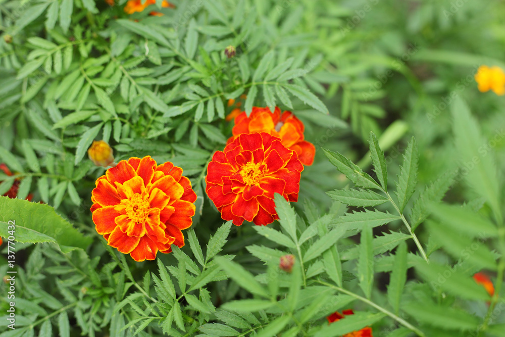 Marigolds Marigolds