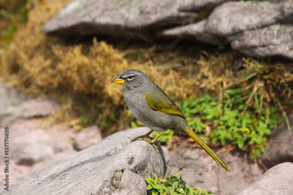 Close up of a Pale throated Pampa finch, Chapada Diamantina, Brazil Close up of a Pale throated Pampa finch, Chapada Diamantina, Brazil
