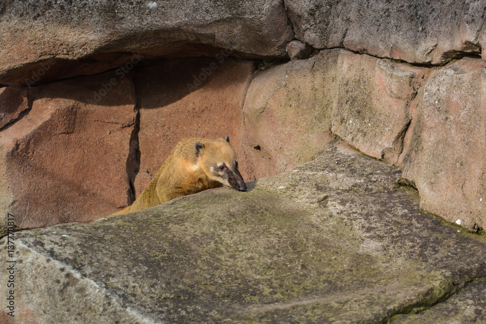 Obraz premium Kleiner Nasenbär