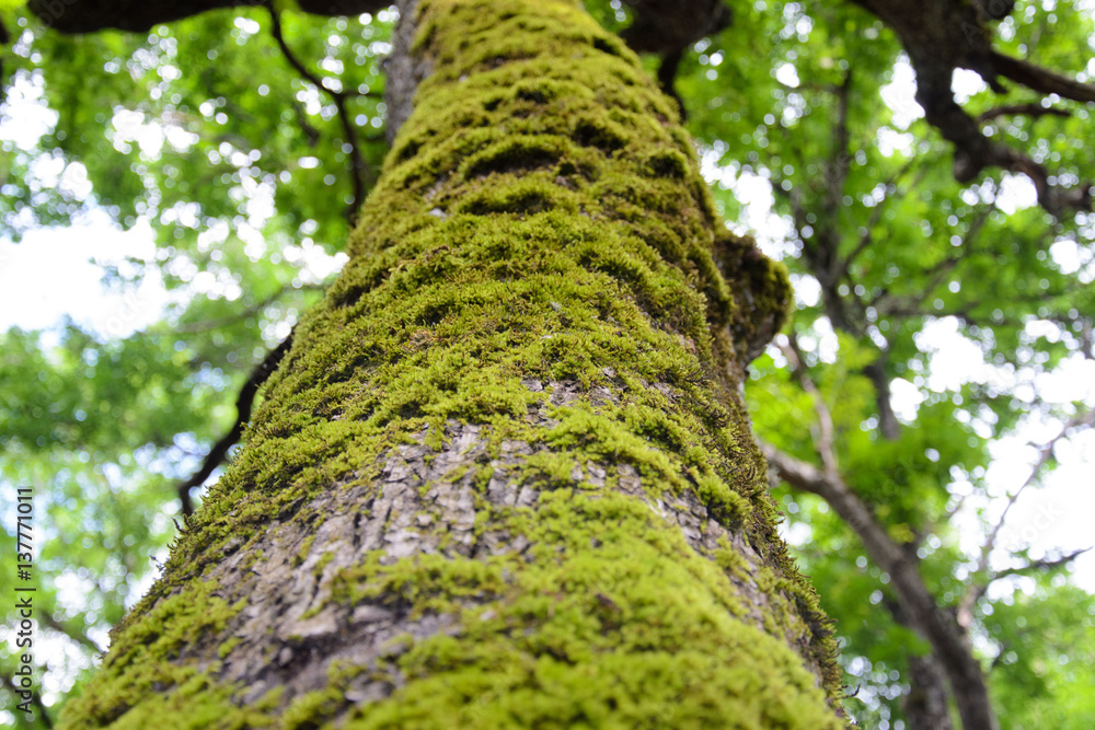 Fototapeta premium tree trunk with moss