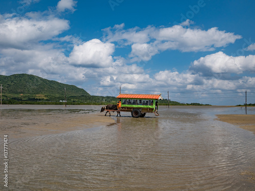 沖縄県 石垣 西表島と由布島を渡る水牛車 -water buffalo carriage,Okinawa,Japan