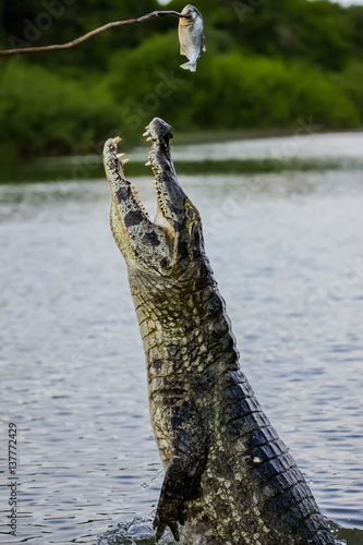Black caiman jumping out of the water to get bait, Pantanal, Brazil