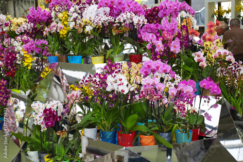 Fototapeta Naklejka Na Ścianę i Meble -  Colorful orchids in flowerpots on flower show