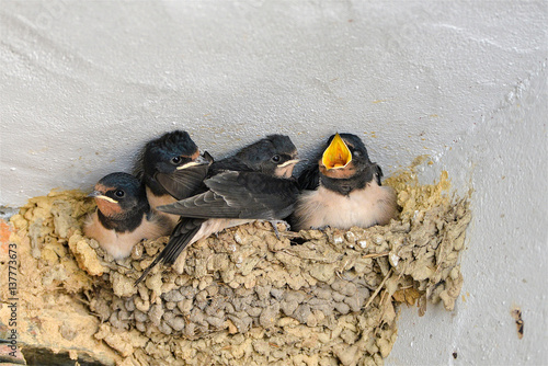 Swallows, babies in the nest waiting to be fed by their mother