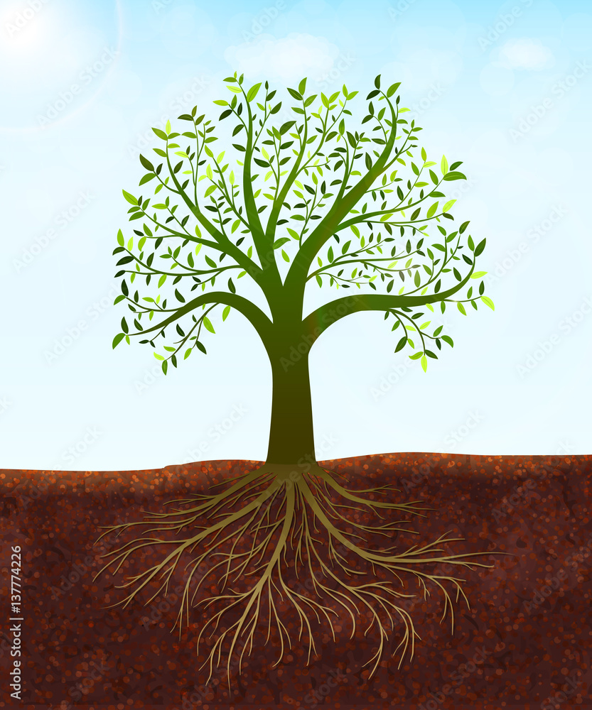 Naklejka Natury tło z zielonym drzewem z liśćmi i korzeniami wektorowymi
