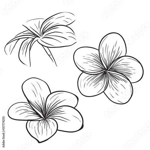 Plumeria frangipani tropical flower icon