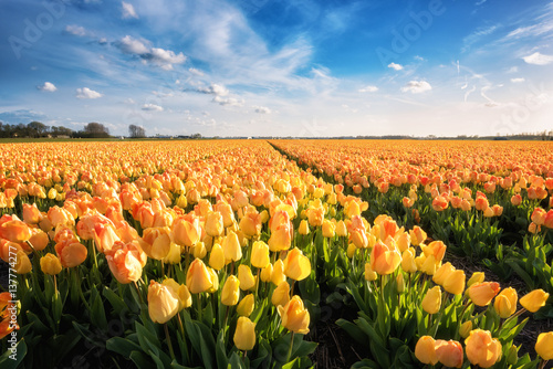 Fototapeta Naklejka Na Ścianę i Meble -  Tulip plantation in Netherlands, traditional dutch rural landscape with blue ske, springtime flowers, sort Daydream, image suitable for post card or guide book