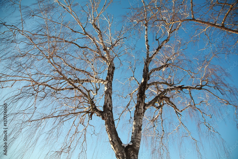 Береза на фоне голубого неба