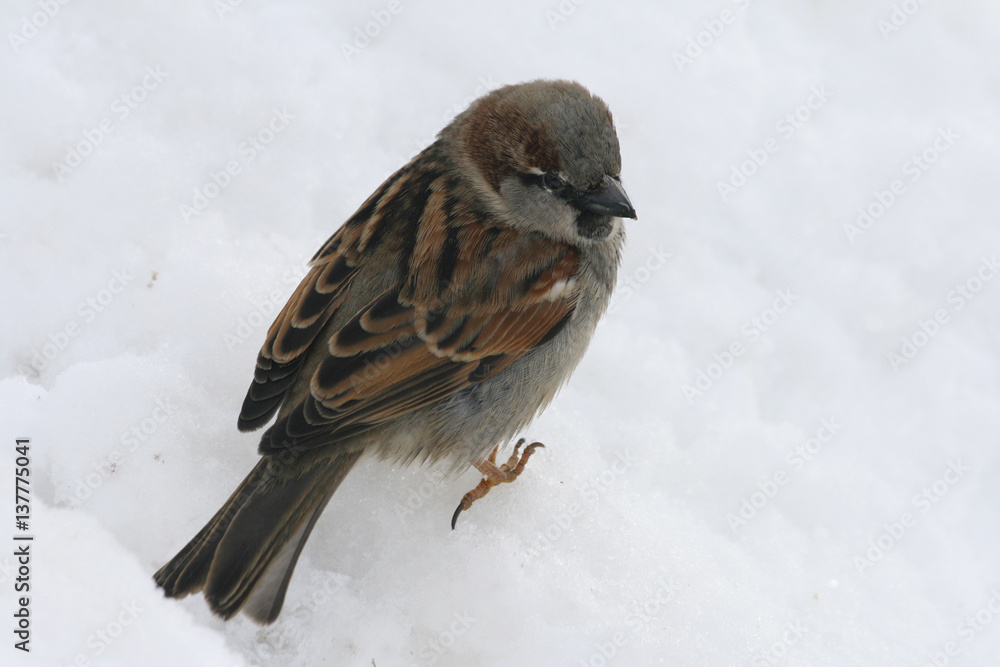 Fototapeta premium Маленькая птица коричневый воробей сидит на снегу