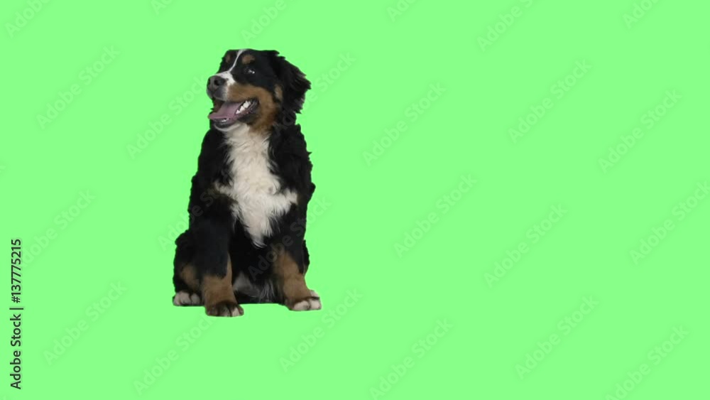 Bernese mountain dog sitting on a green background Bernese mountain dog sitting on a green background