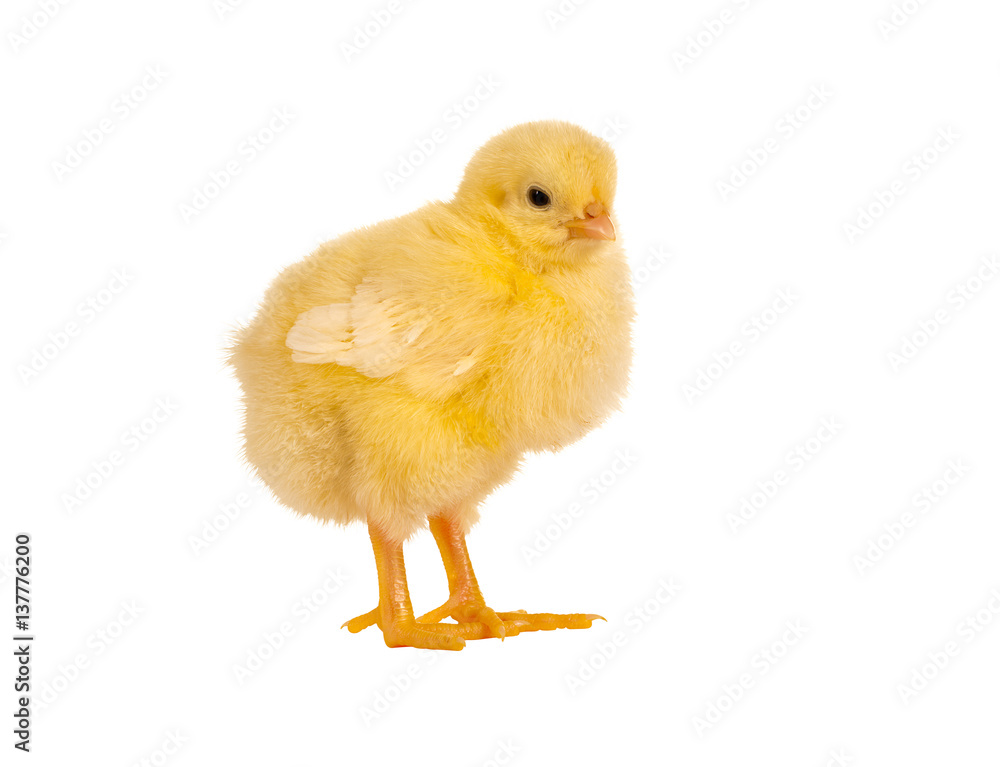 Fototapeta premium Fluffy easter chick