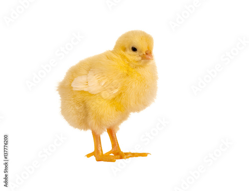 Fluffy easter chick