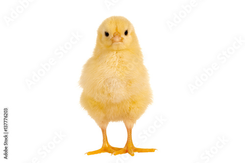 Fotografie, Obraz Standing chick