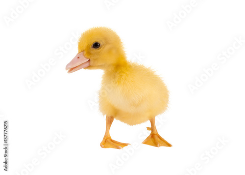 Isolated easter duckling