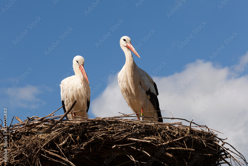 Fototapeta premium Watching storks on nest
