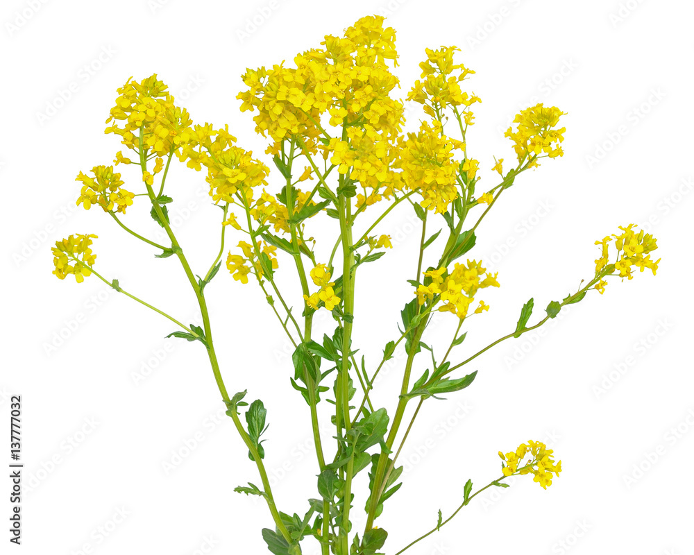 Barbarea vulgaris flower