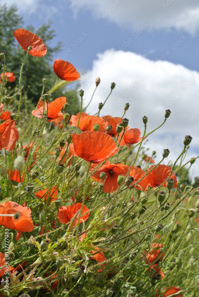 Obraz premium klatschmohn