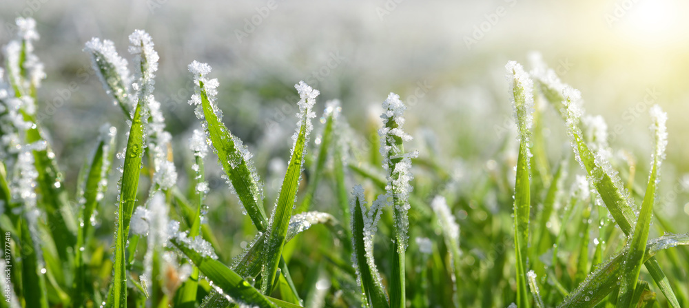 Ice crystals on green grass close up. Nature background. Ice crystals on green grass close up. Nature background.