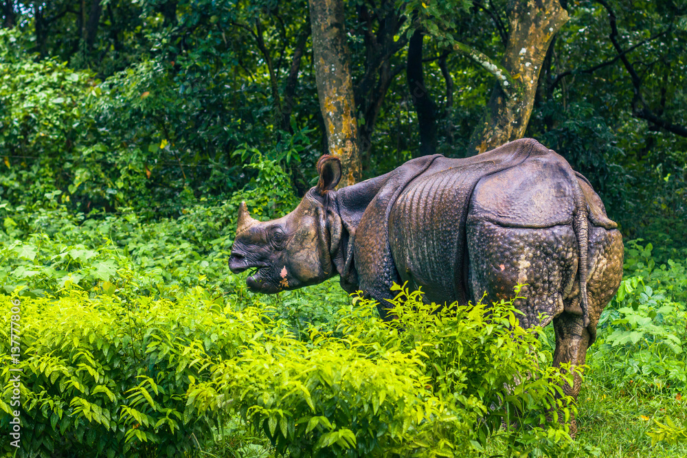 Fototapeta premium September 02, 2014 - Indian Rhino In Chitwan National Park, Nepal