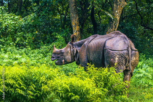 September 02, 2014 - Indian Rhino In Chitwan National Park, Nepal