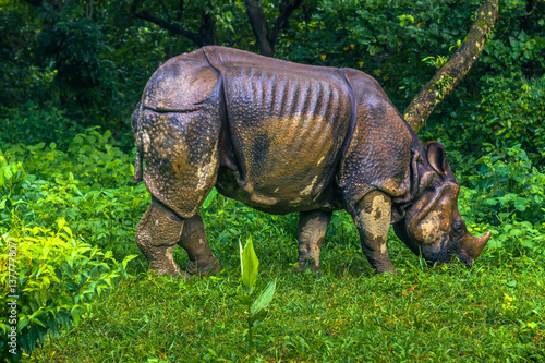 September 02, 2014 - Indian Rhino In Chitwan National Park, Nepal photo