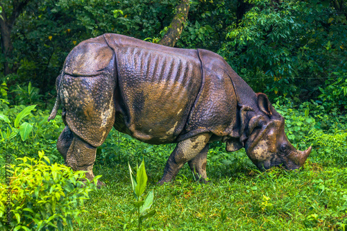 September 02, 2014 - Indian Rhino In Chitwan National Park, Nepal photo