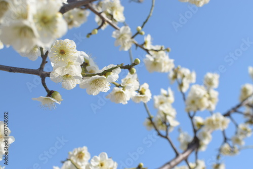 梅の花