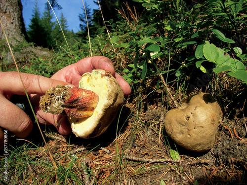 Boletus calopus, poisonous mushroom. photo