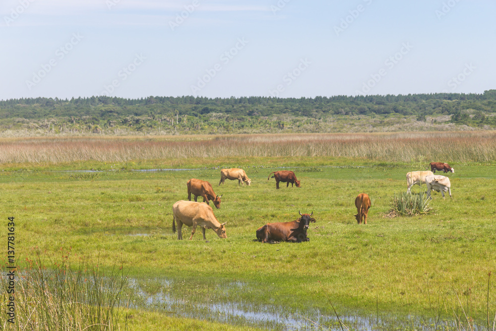 Cows in a swamp on a farm in Lagoa do Peixe National Park