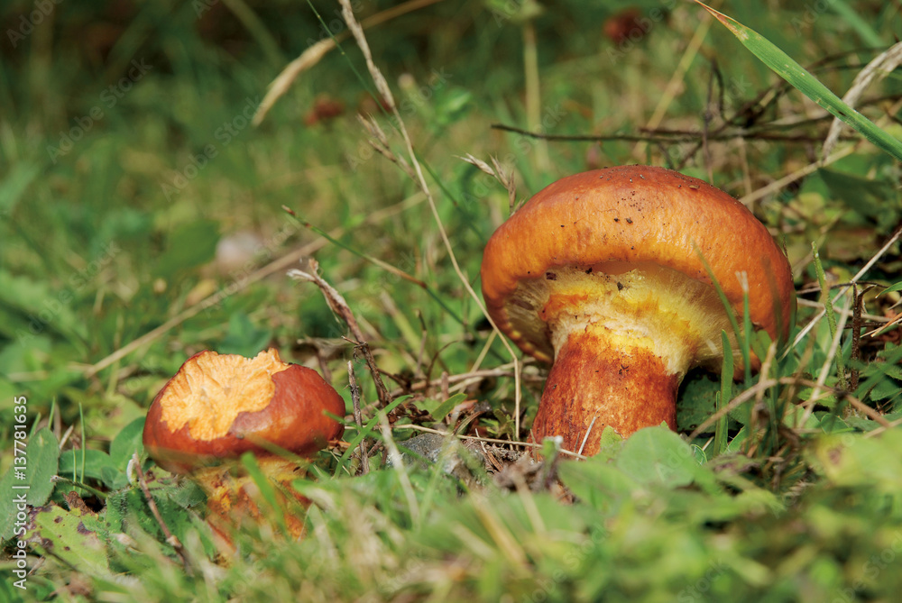 Suillus mushroom, BOLETUS ELEGANS. Suillus mushroom, BOLETUS ELEGANS.