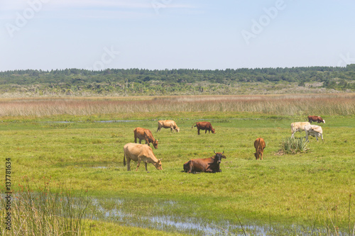 Cows in a swamp on a farm in Lagoa do Peixe National Park © lisandrotrarbach
