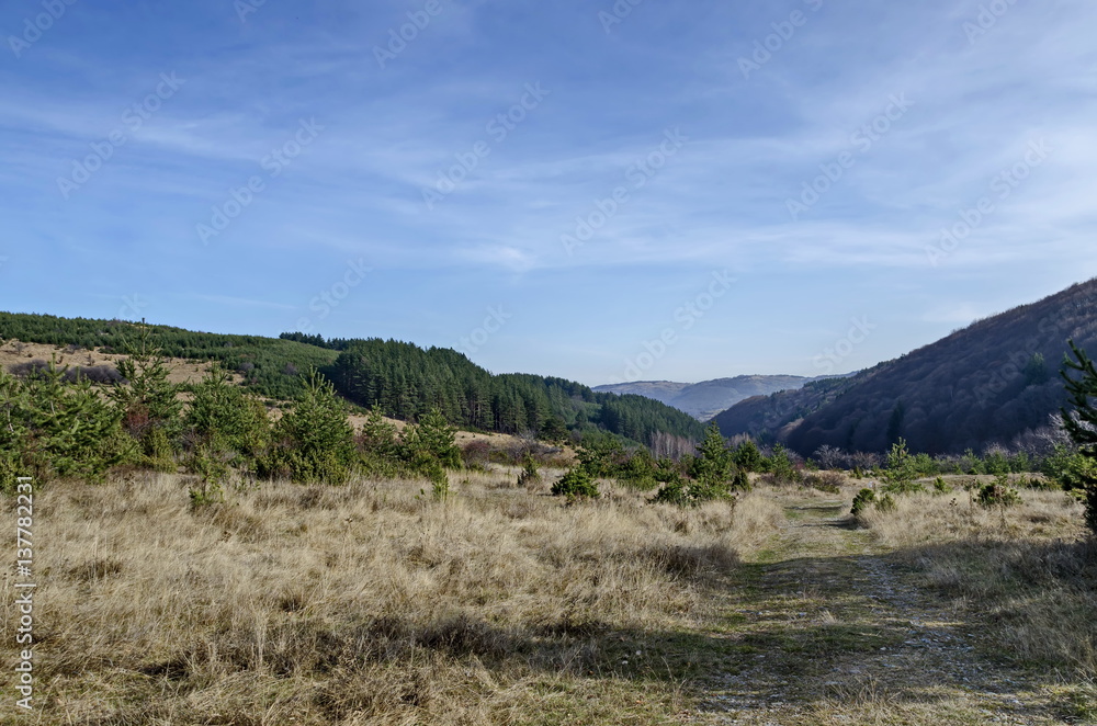 Panorama of glade and  late autumn forest in Vitosha mountain, Bulgaria