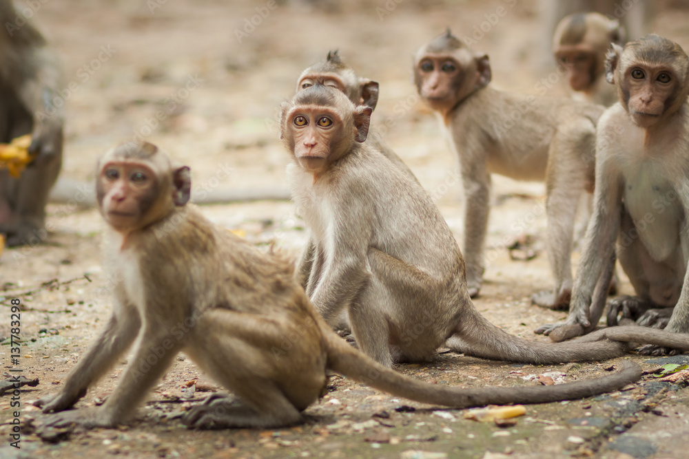 Monkey family in the forest Monkey family in the forest