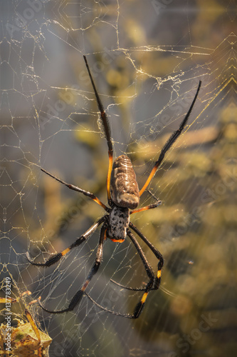 Samtspinne in ihrem Netz photo