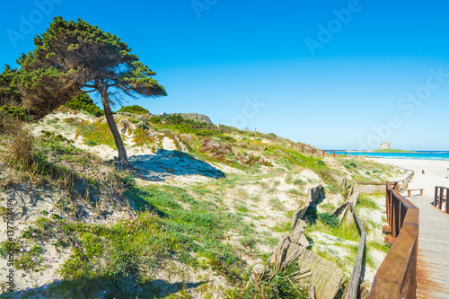 pine tree by the sea in Stintino