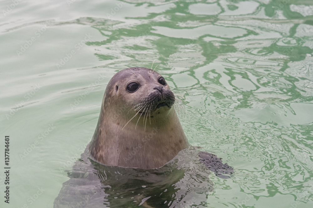 Fototapeta premium Seal in water