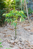Azadirachta indica plant