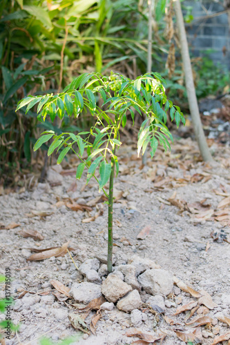 Azadirachta indica plant photo