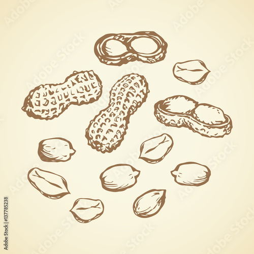 Peanut. Vector drawing