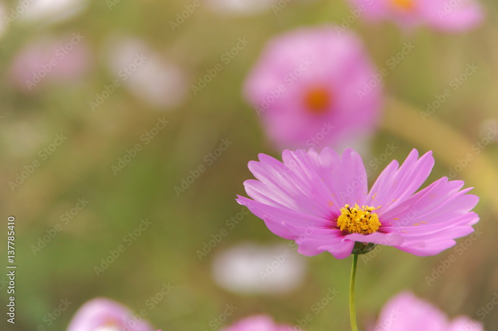 Fototapeta premium cosmos flowers