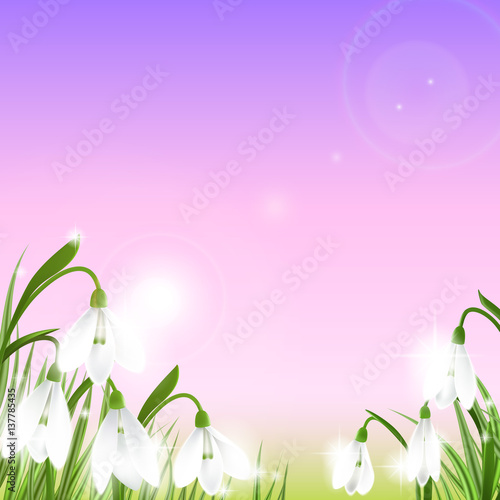 Spring background with snowdrop flowers, green grass, swallows