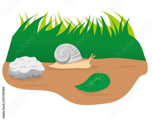 Illustration animal nature garden snail, mollusc. Ideal for catalogs and educational materials