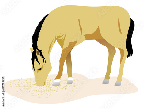Animal illustration a horse, equine. Ideal for catalogs and livestock materials © LCosmo